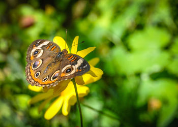 Close-up of butterfly on flower