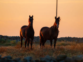 Horses standing in field during sunset