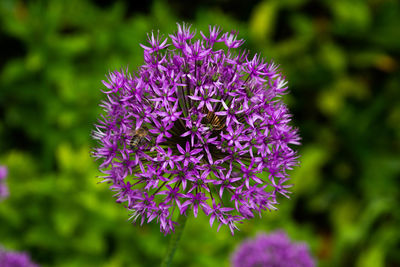 Close-up of purple flowering plant