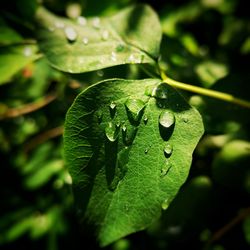 Close-up of water drops on leaf