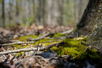 Close-up of moss growing on tree trunk