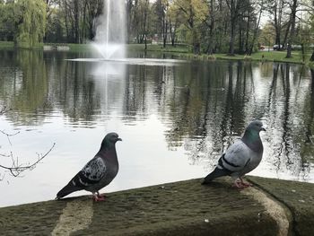 Birds perching on lake