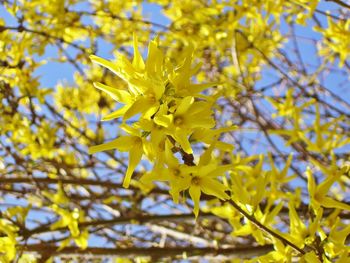 Low angle view of yellow flowers