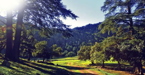 Scenic view of trees against sky