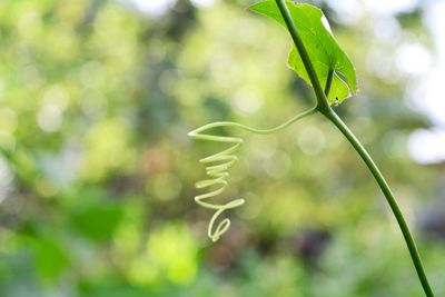 Close-up of green plant