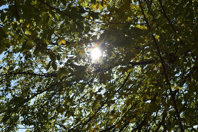 Low angle view of trees in forest