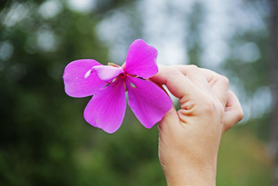 Cropped hand of woman holding red flower