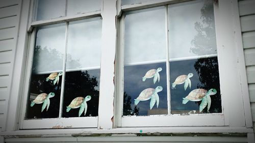 View of birds on glass window