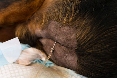 High angle view of dog sleeping