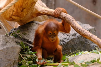 Young orangutan