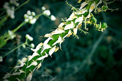 Close-up of leaves on twig