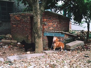 Dogs in front of built structure