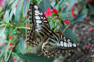 Close-up of butterfly on flower