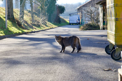 View of a cat on road