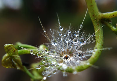 Close-up of insect on flower