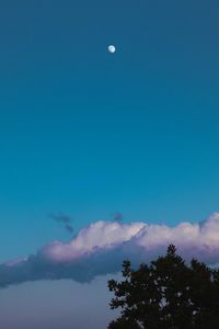 Low angle view of trees against blue sky