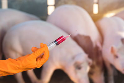 Cropped hand of vet holding syringe against pigs