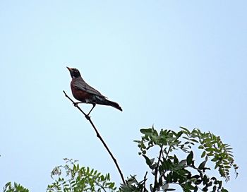 Low angle view of birds perched against clear sky