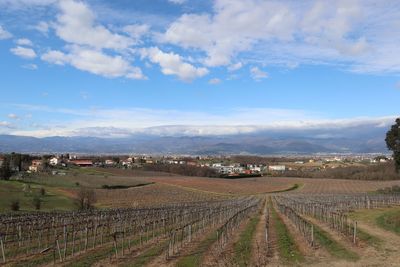 Scenic view of agricultural field against sky