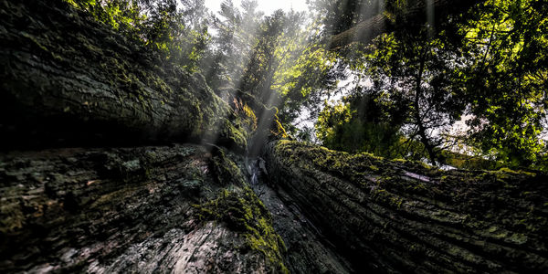 Low angle view of mossy tree in forest