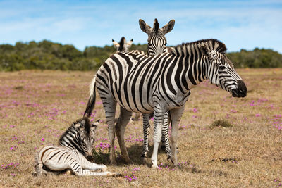 Zebras on a field