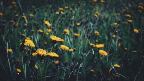 Close-up of yellow flowers blooming on field