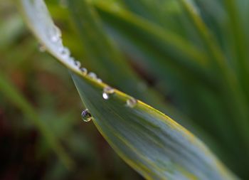 Close-up of wet plant leaves