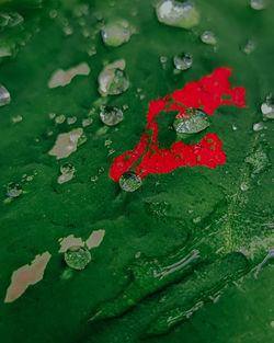 High angle view of raindrops on leaves