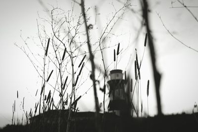 Close-up of grass against sky