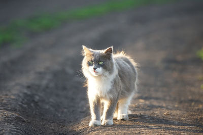 Portrait of cat on field