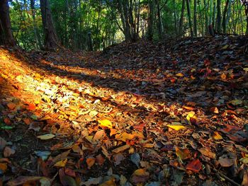 Autumn trees in park