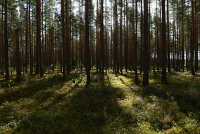 Trees in forest