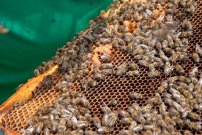 Close-up of bumblebee