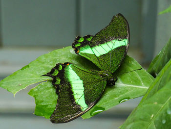 Close-up of insect on leaf