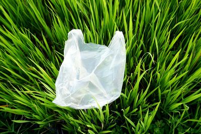 Close-up of white umbrella on field