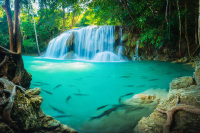 Scenic view of waterfall in forest