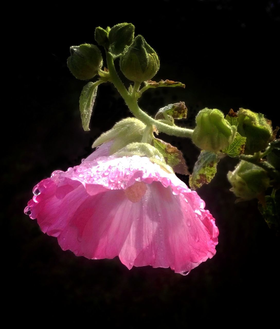 flower, freshness, fragility, petal, pink color, beauty in nature, growth, flower head, close-up, nature, black background, water, studio shot, drop, plant, night, single flower, blossom, in bloom, blooming