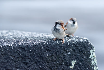 Close-up of birds perching on rock