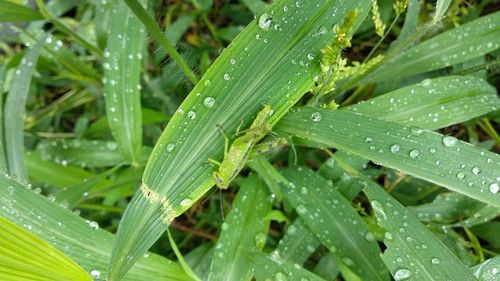 Close-up of wet leaves on rainy day