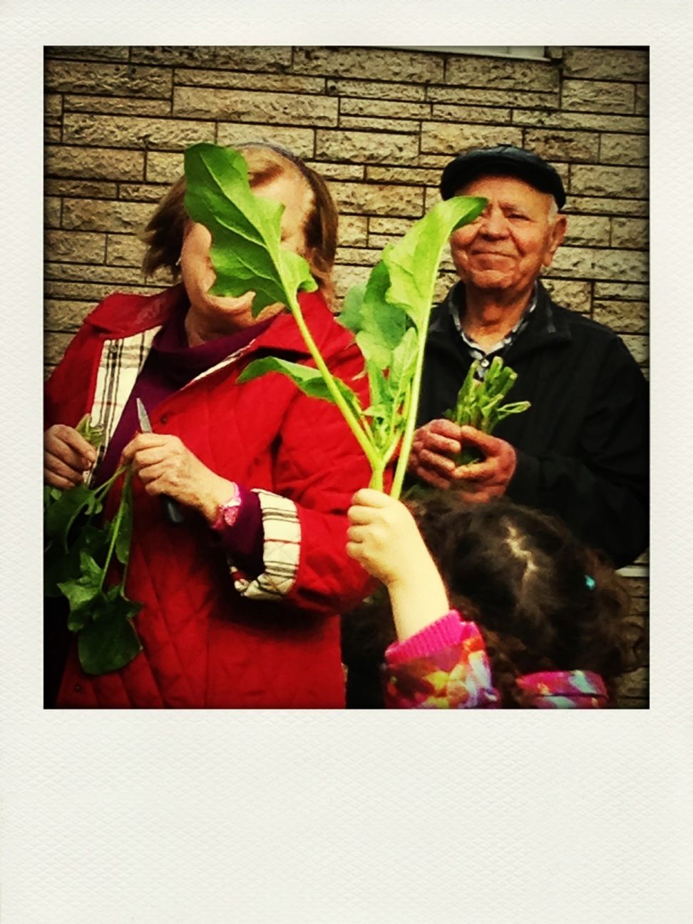 Picking spinach