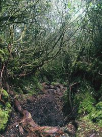 Moss growing on tree in forest