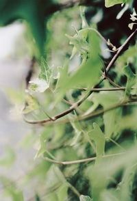 Close-up of grasshopper