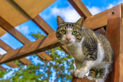 Low angle view of cat looking away