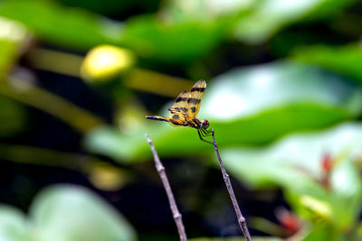 Close-up of dragonfly on twig