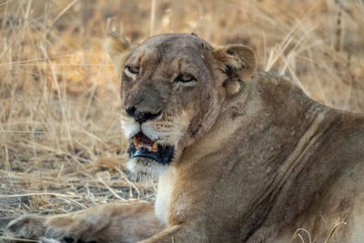 A close-up of a beautiful lioness resting after hunting