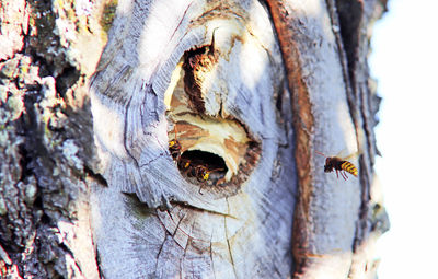 Close-up of insect on tree trunk