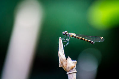 Close-up of dragonfly