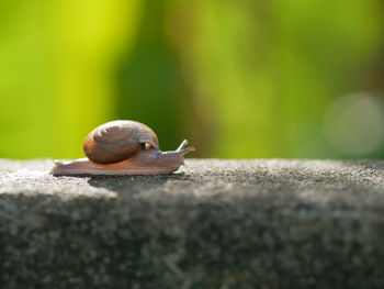 Close-up of snail