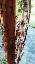 Close-up of lizard on tree trunk