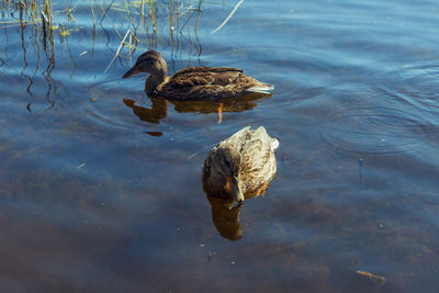 High angle view of duck swimming in lake